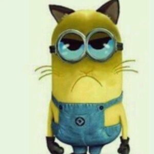 Meet your Posher, Rowdy